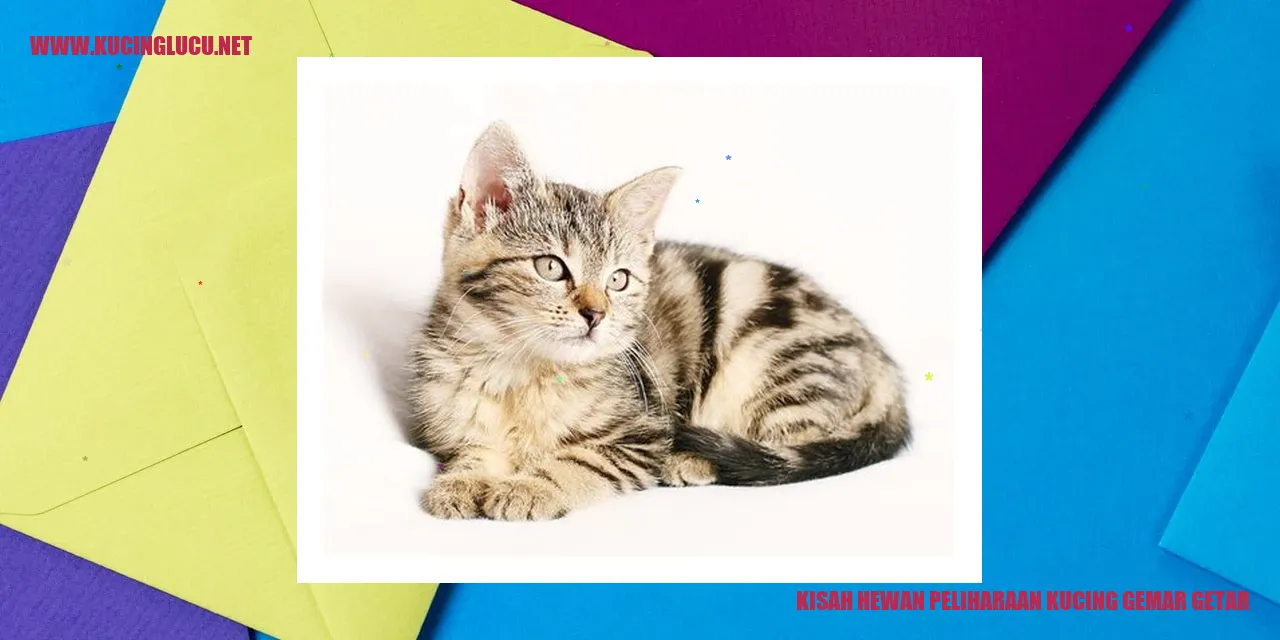 Gambar Kucing yang Menggemaskan