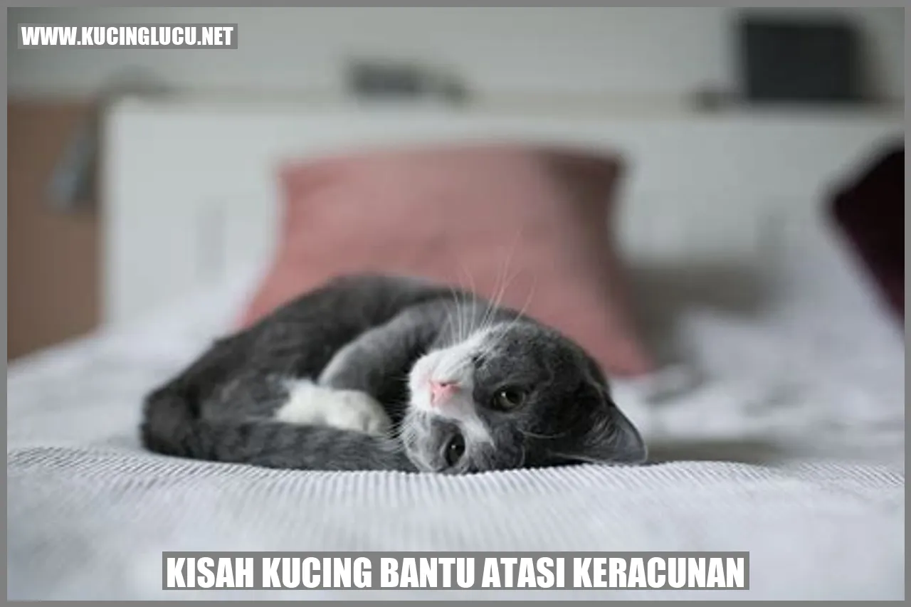 Kucing Pintar Hadapi Keracunan