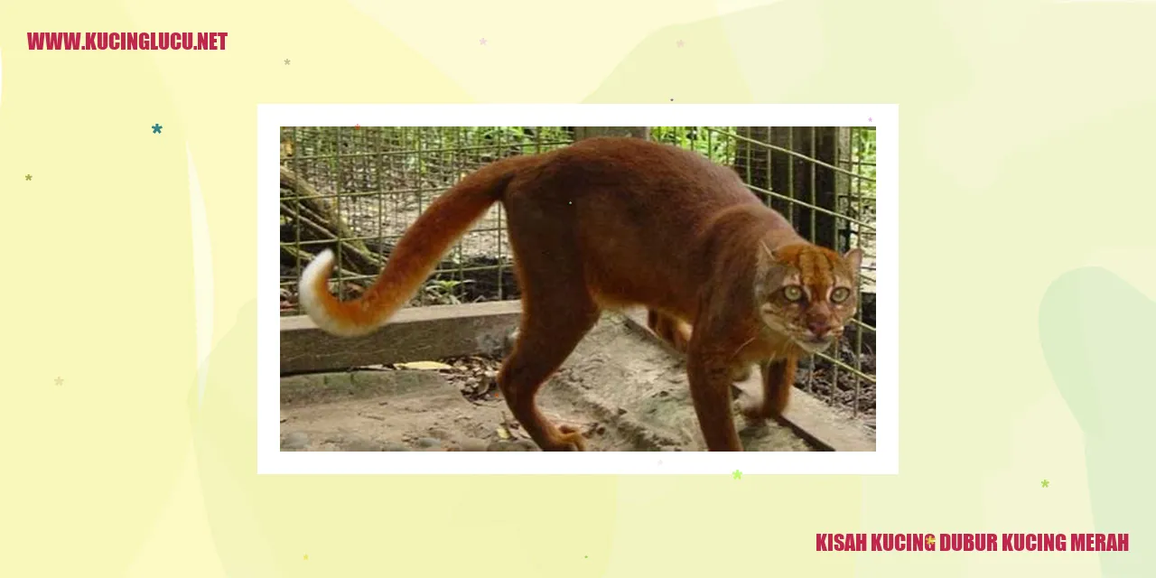 Kucing Dubur Kucing Merah
