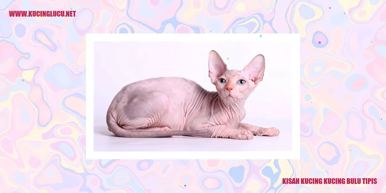 Kucing Bulu Tipis