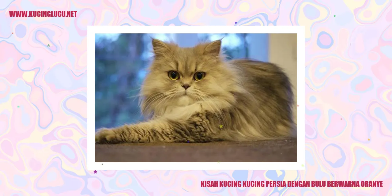 Kucing Persia Warna Orange