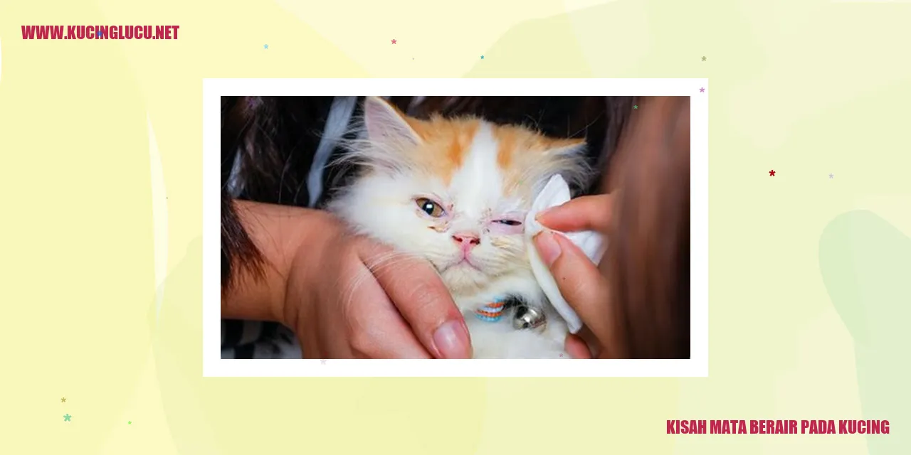 Mata Berair Kucing
