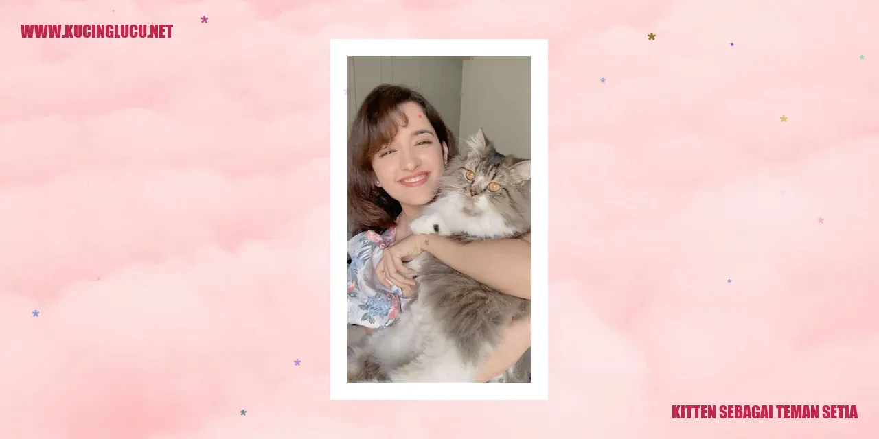 Foto kucing