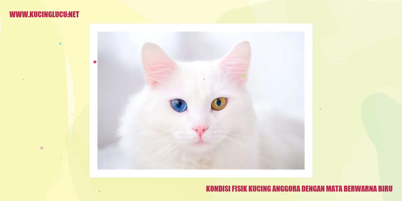 Kucing Anggora Mata Biru