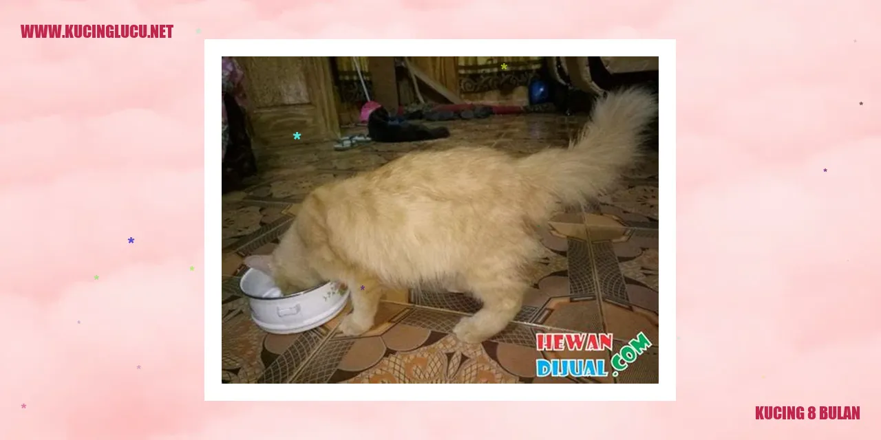 Kucing 8 Bulan