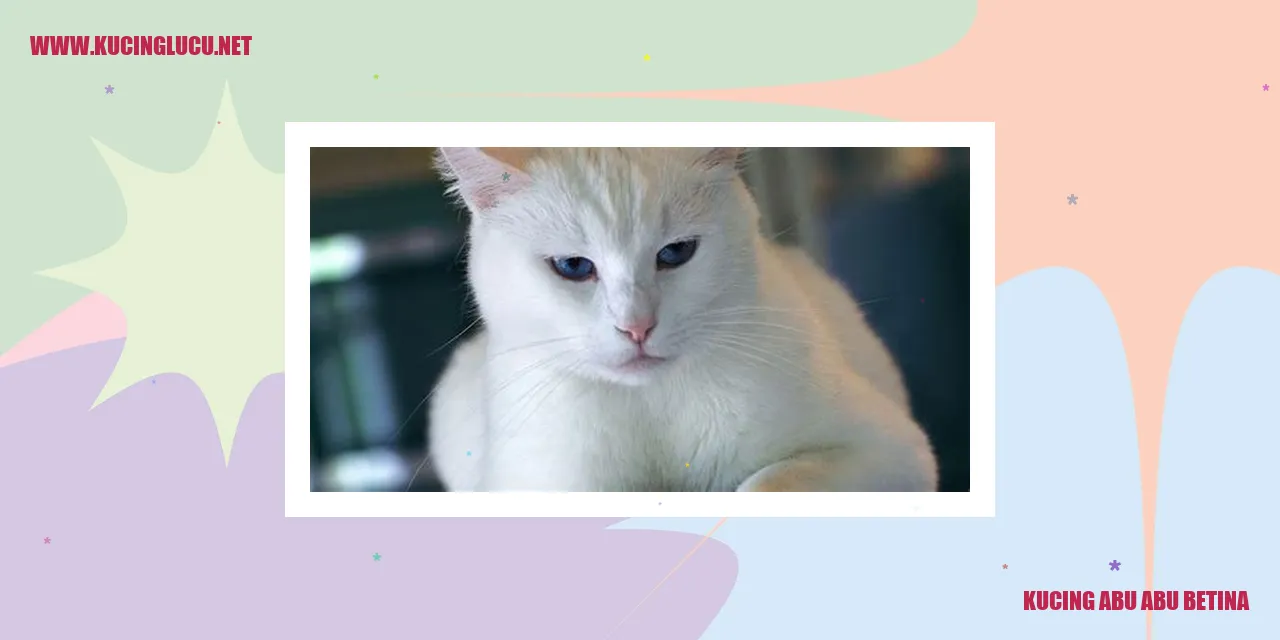 Gambar Kucing Abu Abu Betina