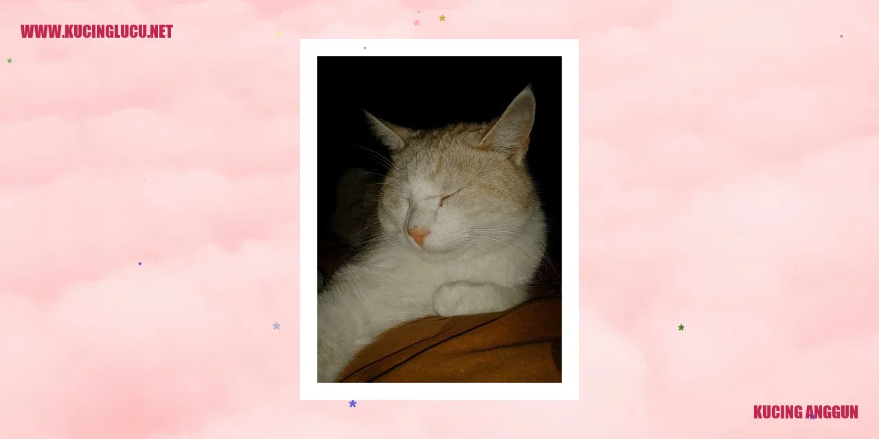 Kucing Anggun