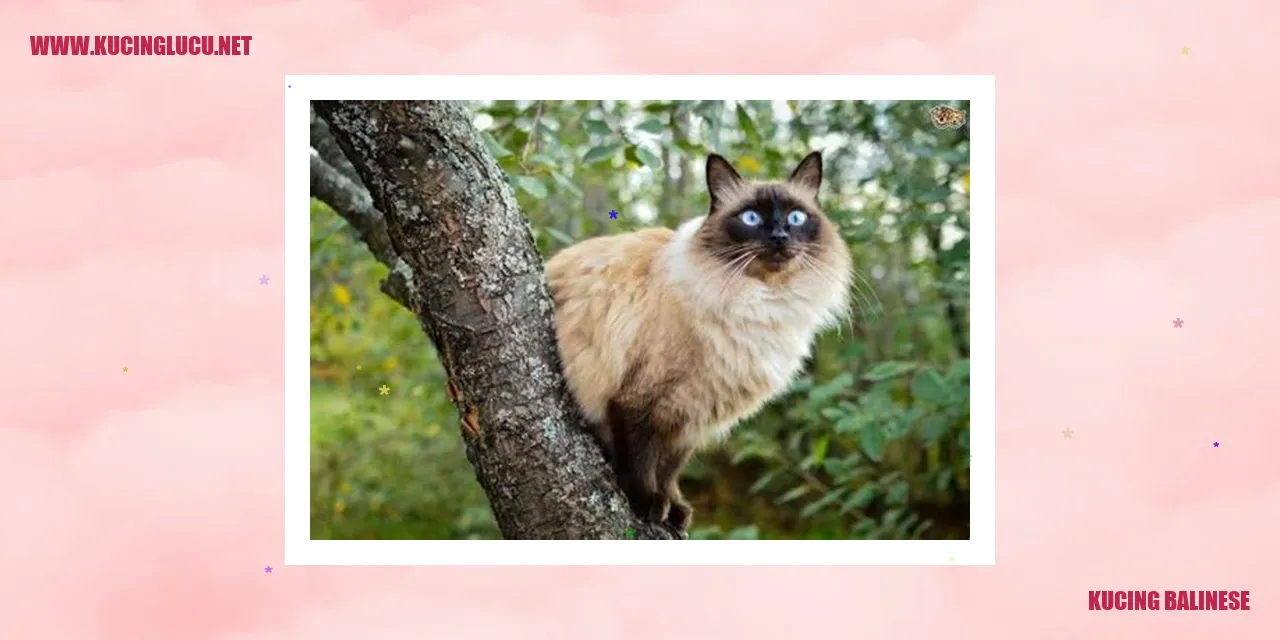 Kucing Balinese