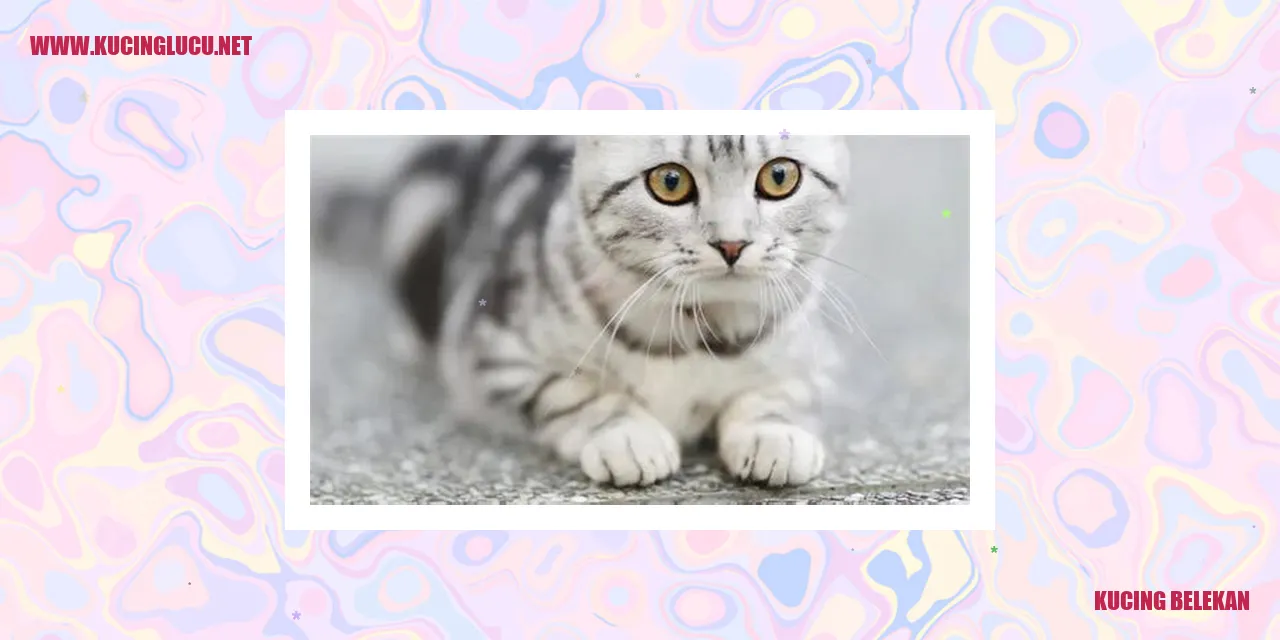 Kucing dengan Masalah Belekan