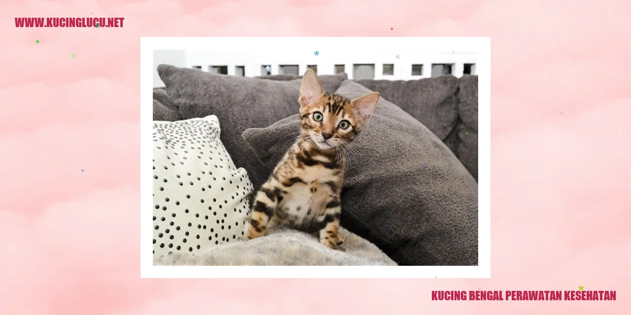 Gambar kucing bengal