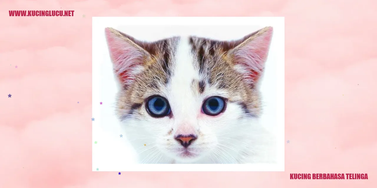 Kucing berbahasa telinga