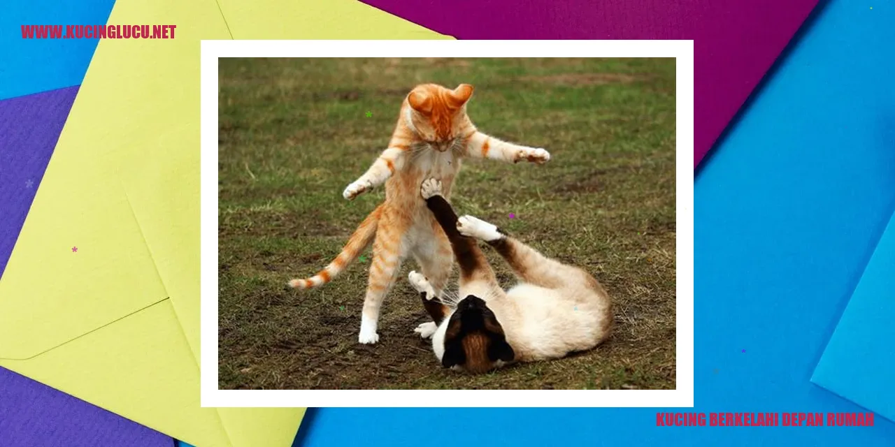Perkelahian Kucing