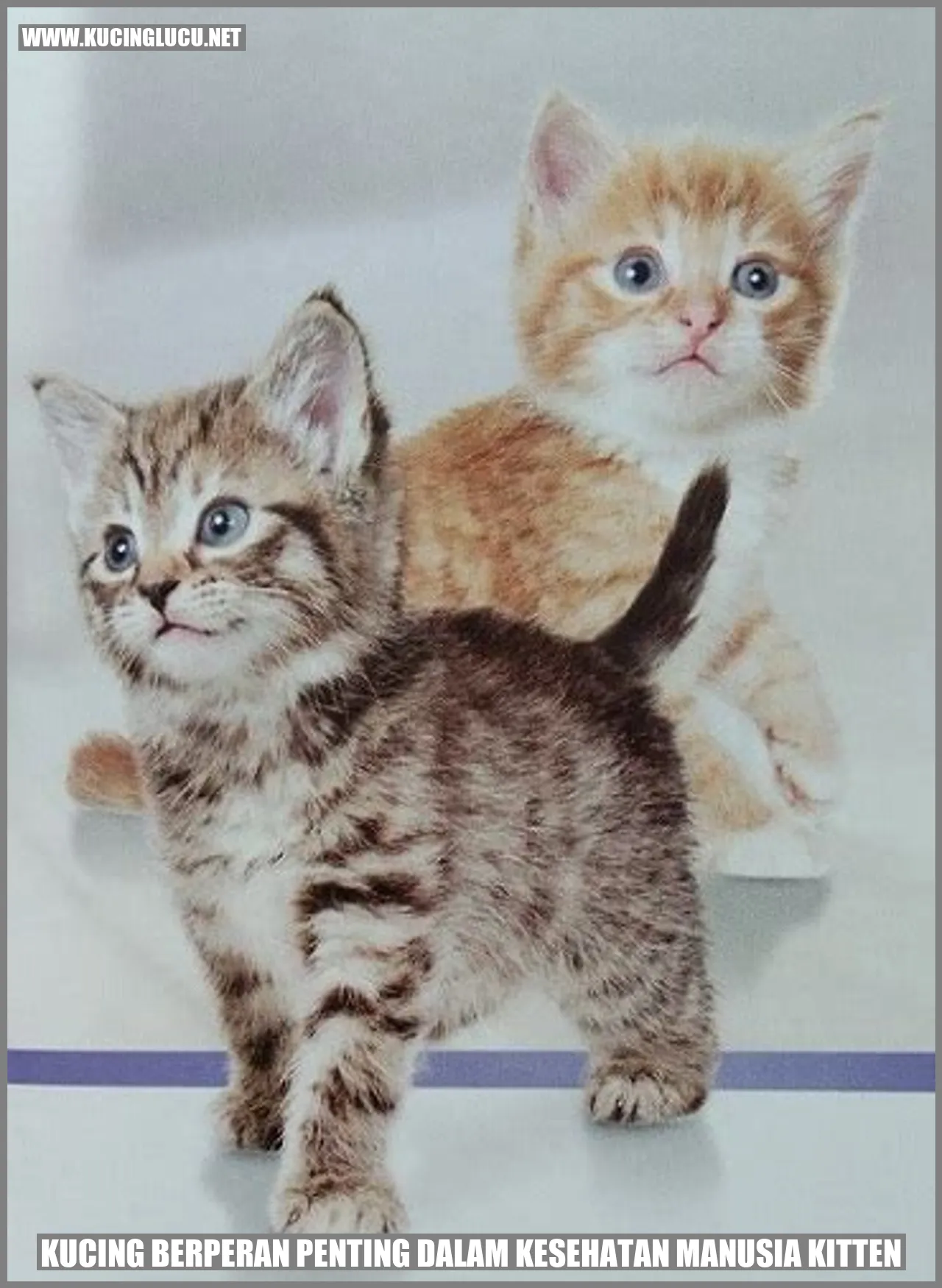 Peranan Kucing dalam Kesehatan Manusia