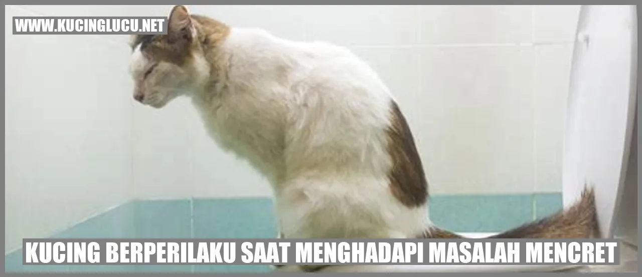 Perilaku Kucing Menghadapi Masalah Mencret