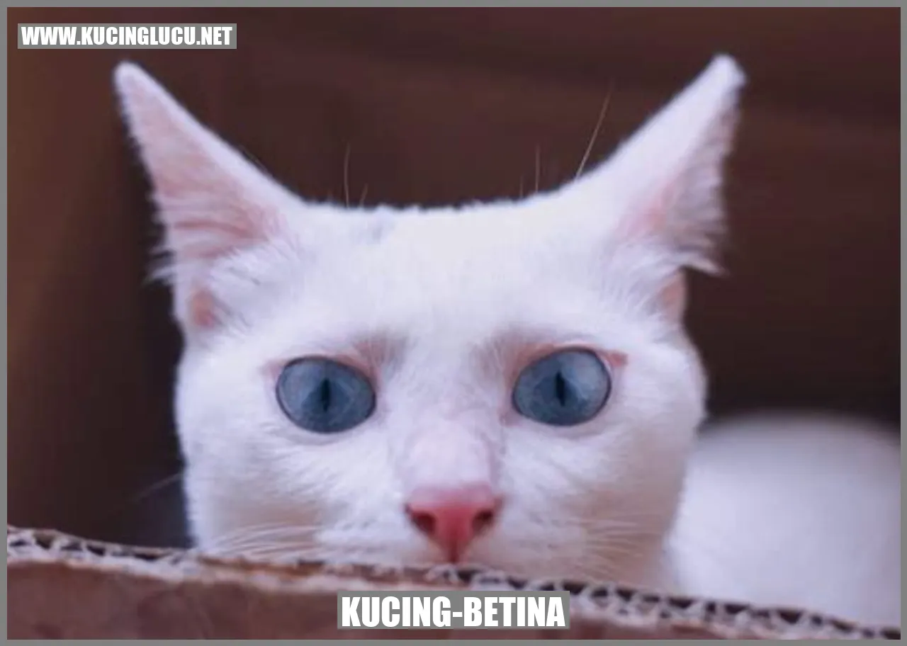 Gambar Kucing Betina yang Menggemaskan
