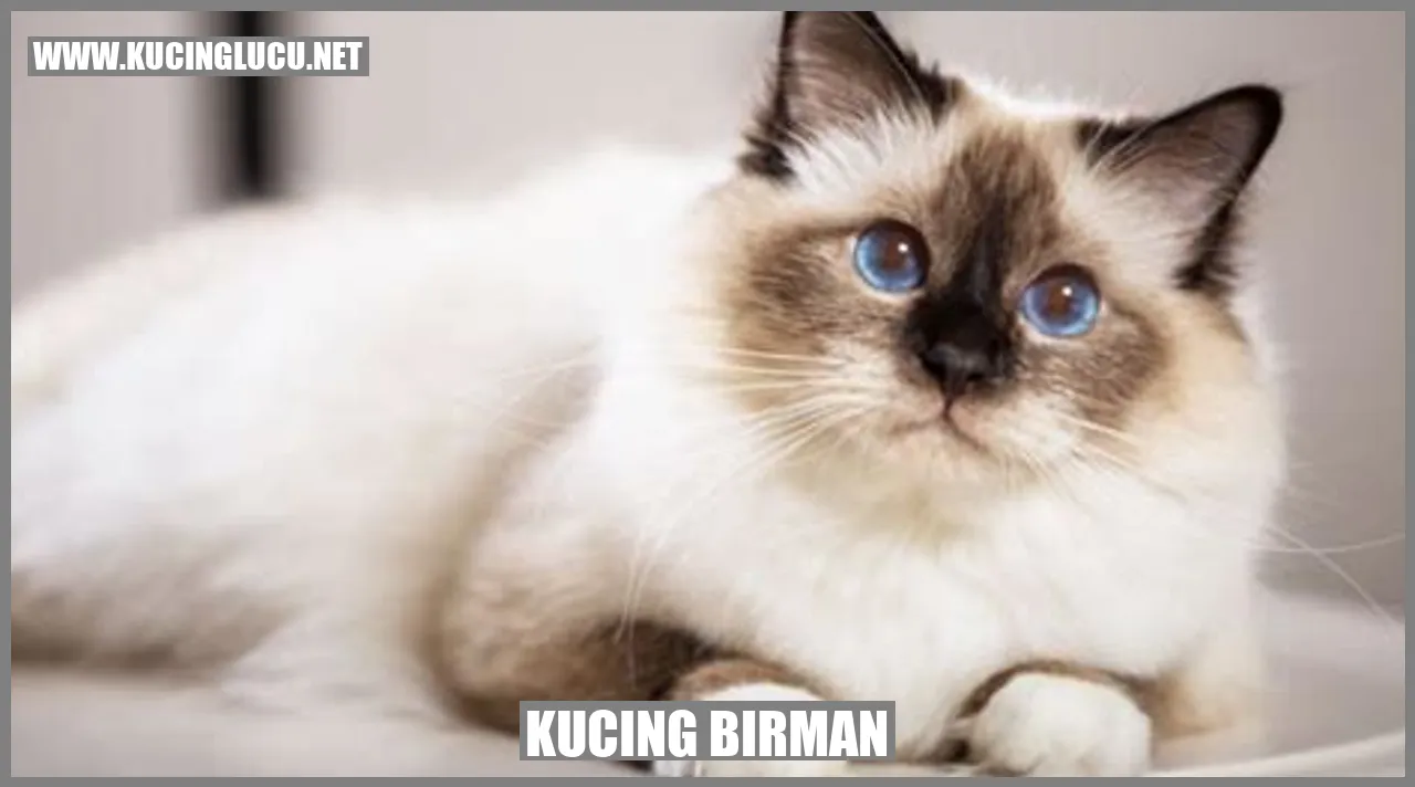 Kucing Birman