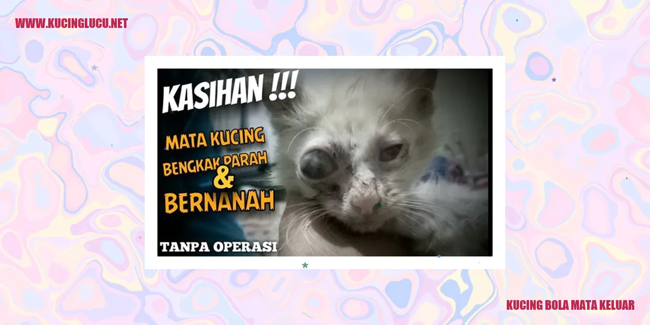 Kucing bola mata keluar
