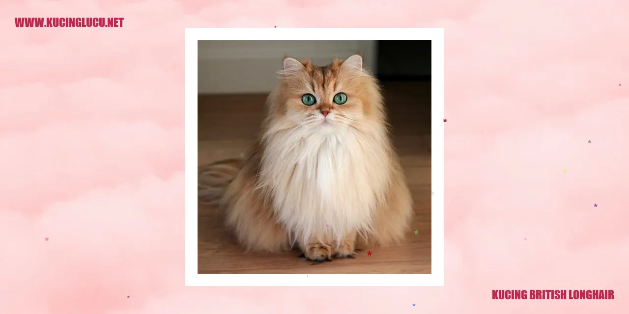 Kucing British Longhair