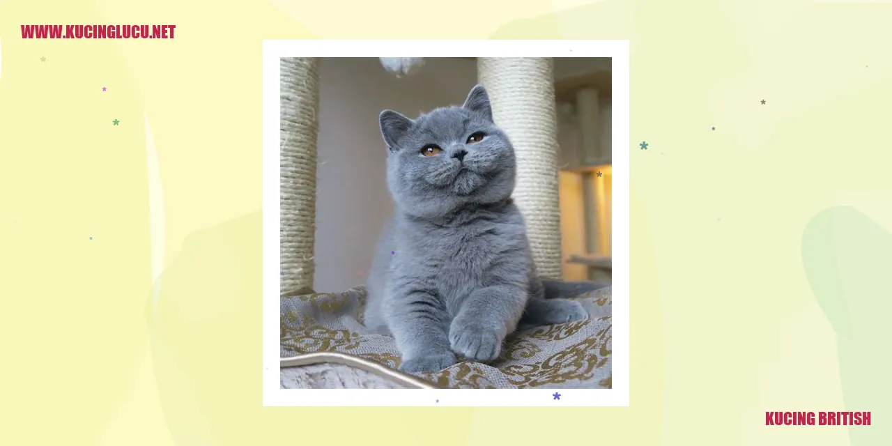 Anak kucing British