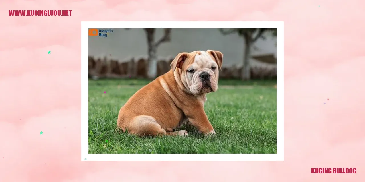 Kucing Bulldog