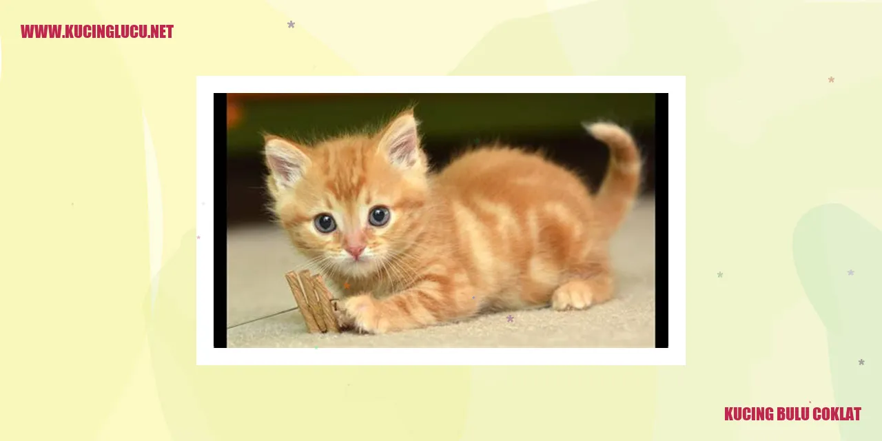 Kucing Bulu Coklat