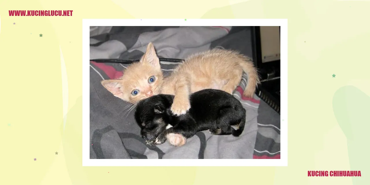 Perawatan Kesehatan Kucing Chihuahua