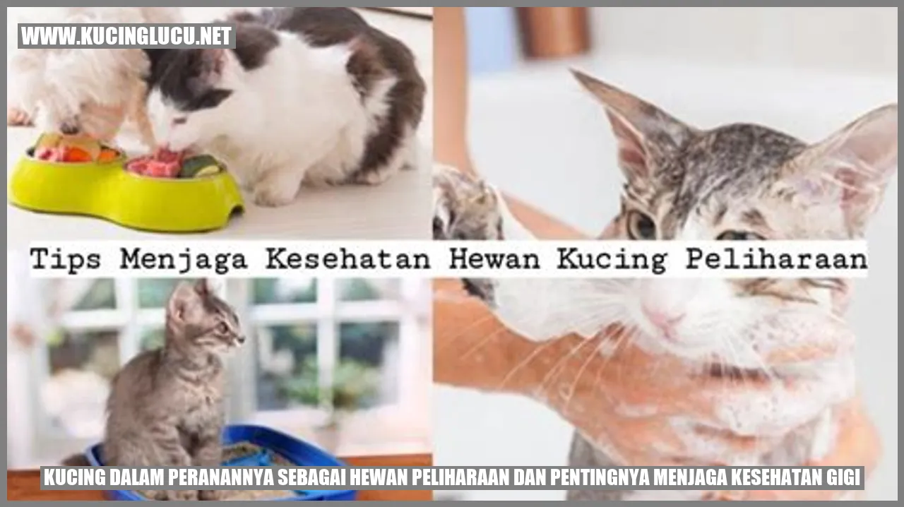 Seekor kucing sedang membuat suara lucu