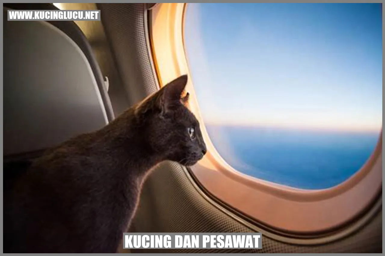 Kucing dalam Lingkungan Kucing dan Perjalanan Udara