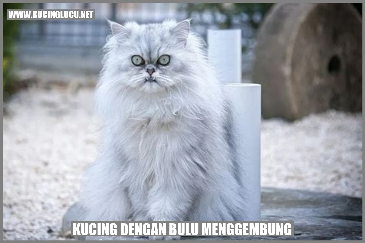 Kucing dengan bulu kusut