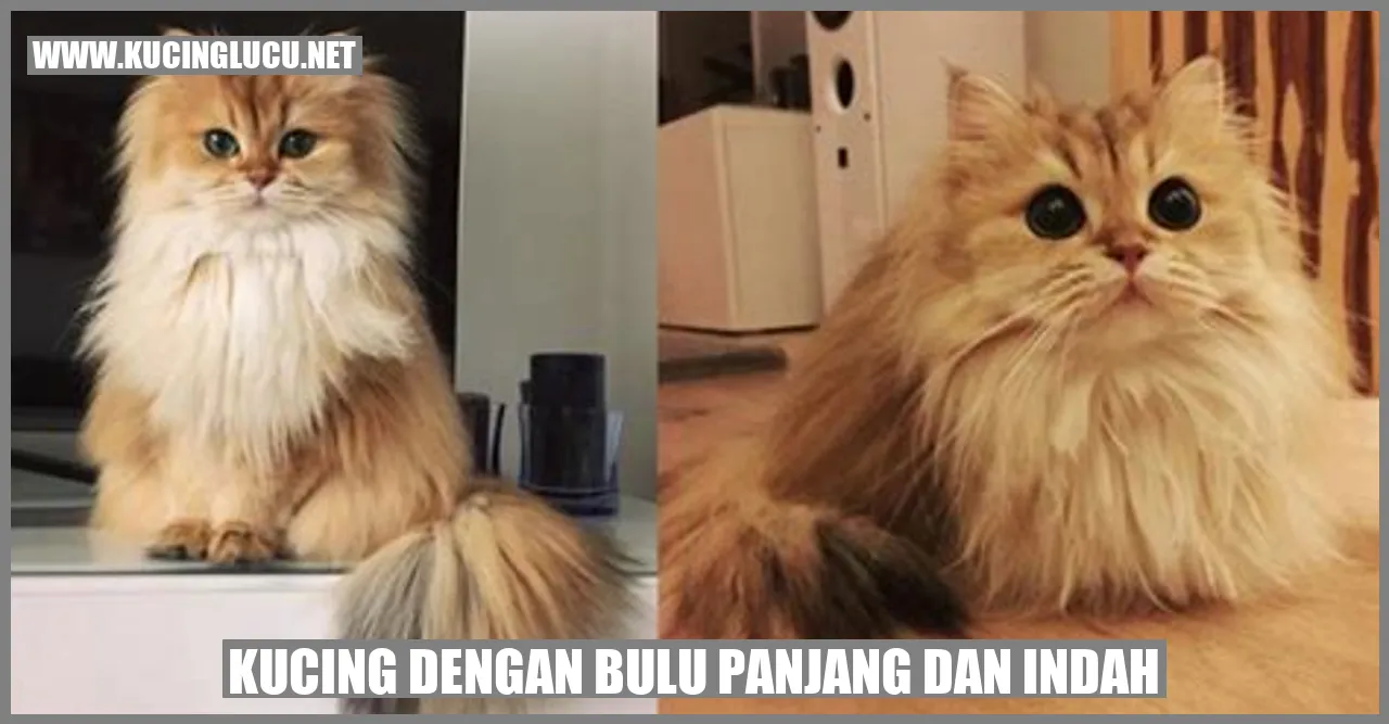 Kucing dengan bulu panjang dan indah