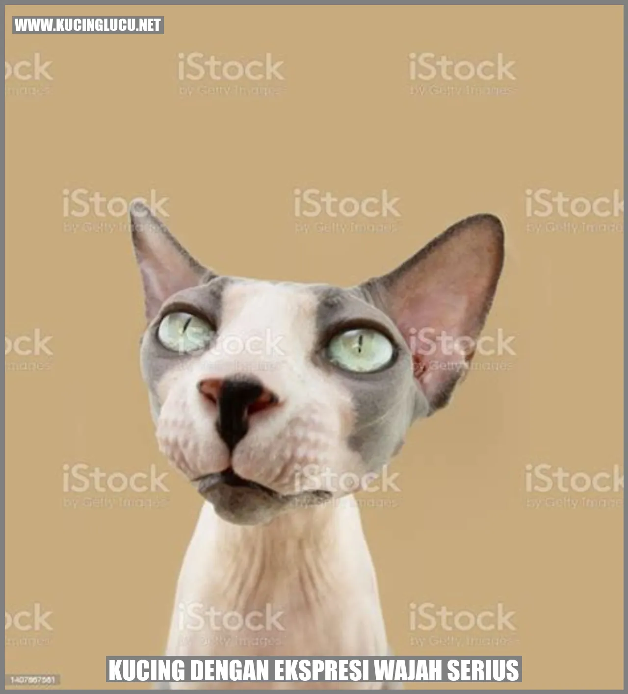 Kucing Menampilkan Ekspresi Serius