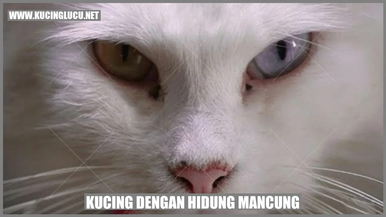 Kucing dengan Hidung Mancung