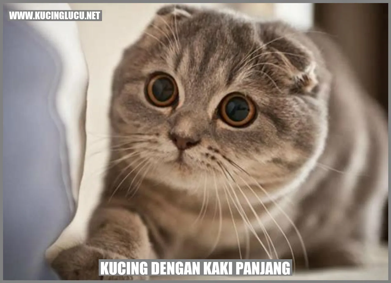 Gambar Kucing dengan Kaki Panjang