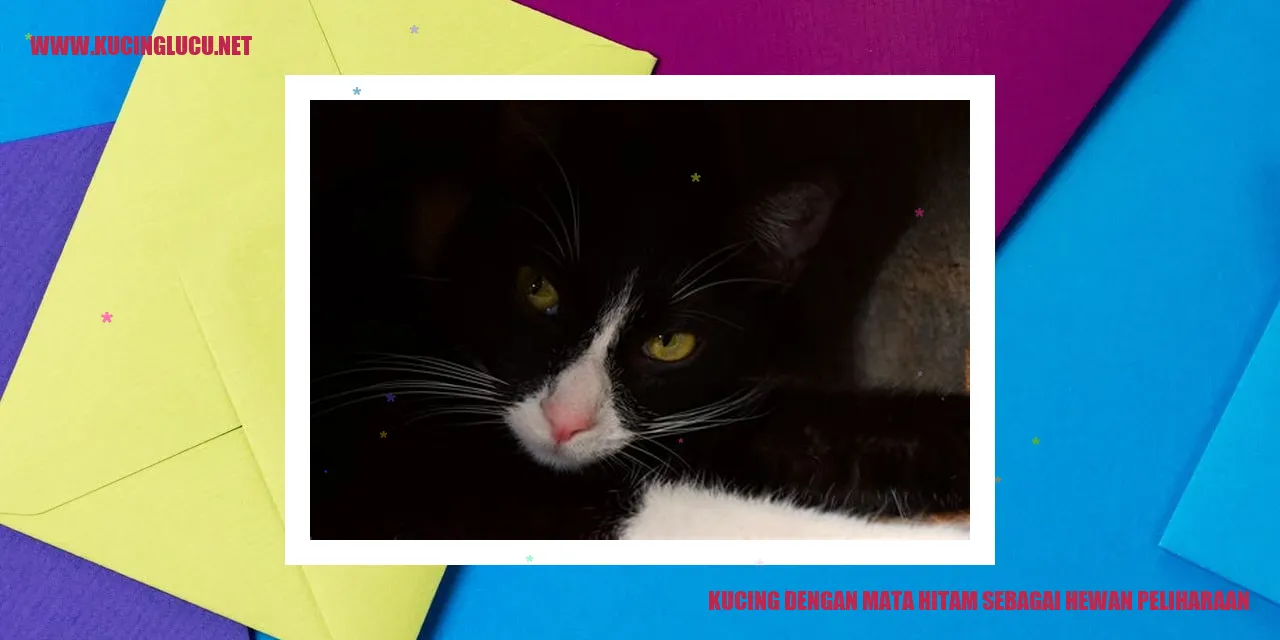 Gambat kucing hitam