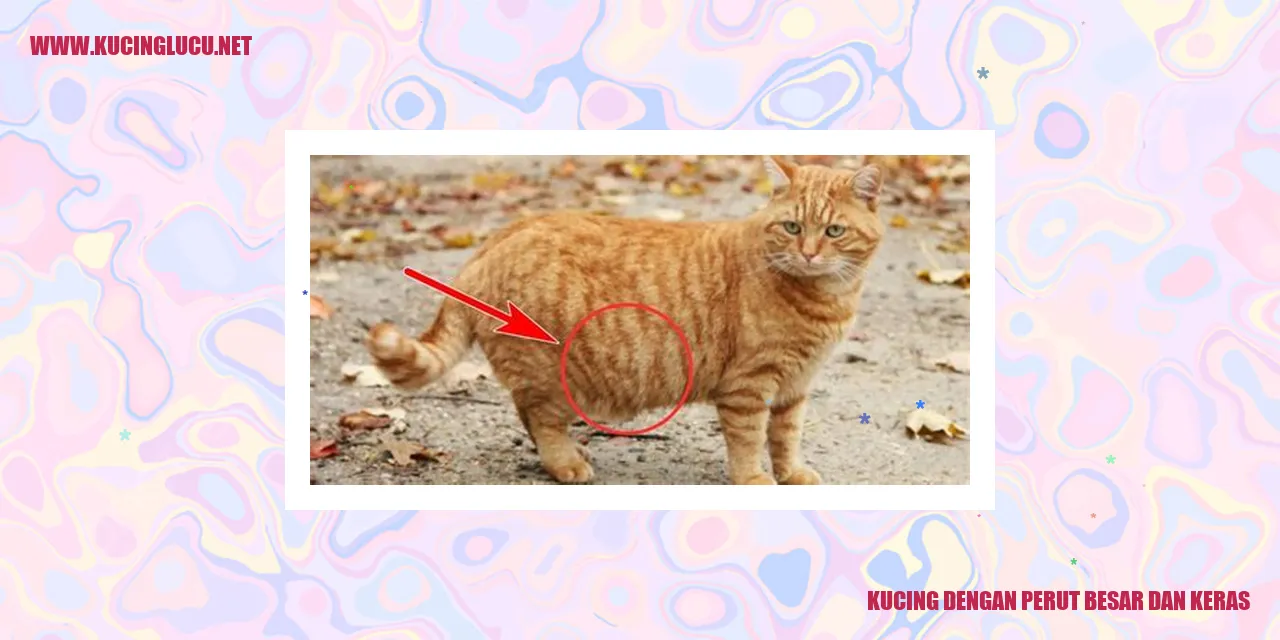 Kucing dengan perut besar dan keras