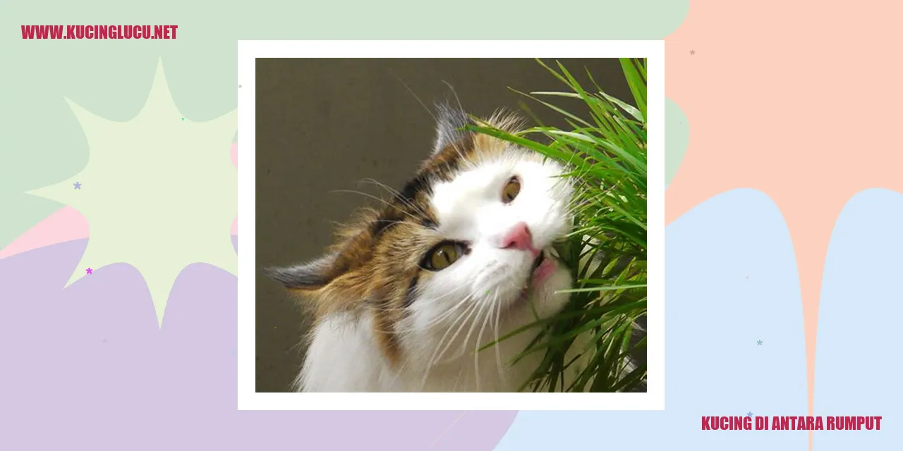 Kucing di atas rumput