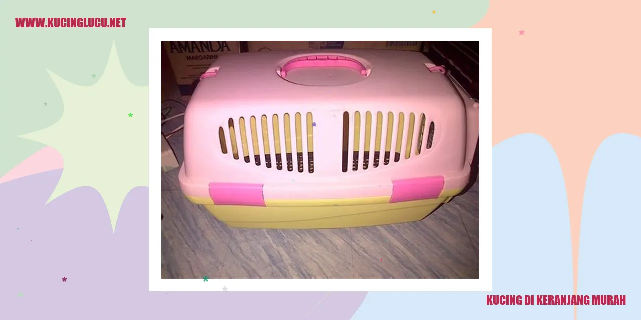 Kucing di keranjang