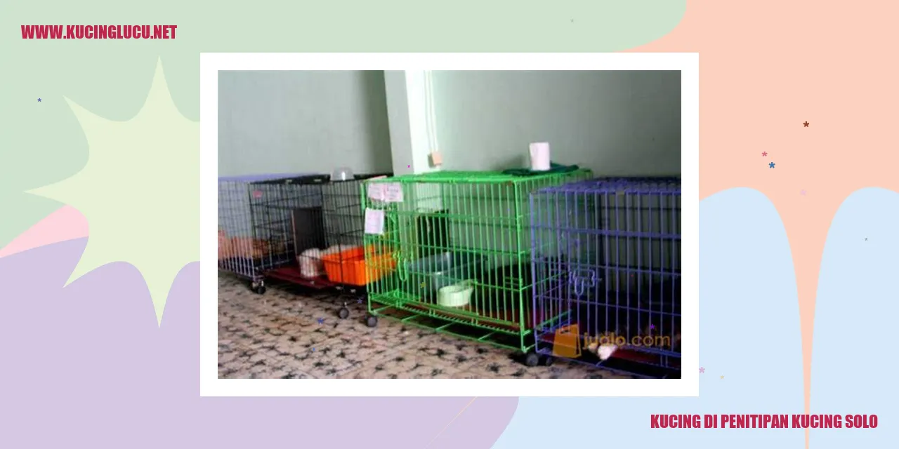 Kucing Penitipan Kucing Solo