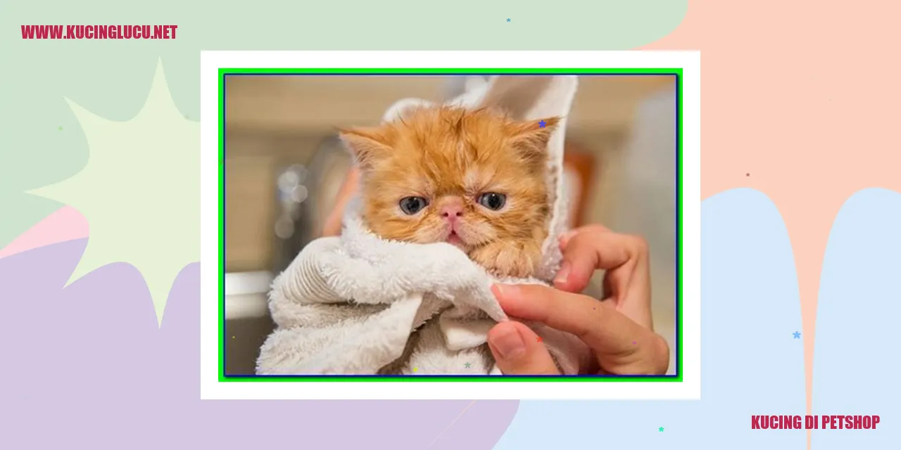 Gambar kucing di petshop