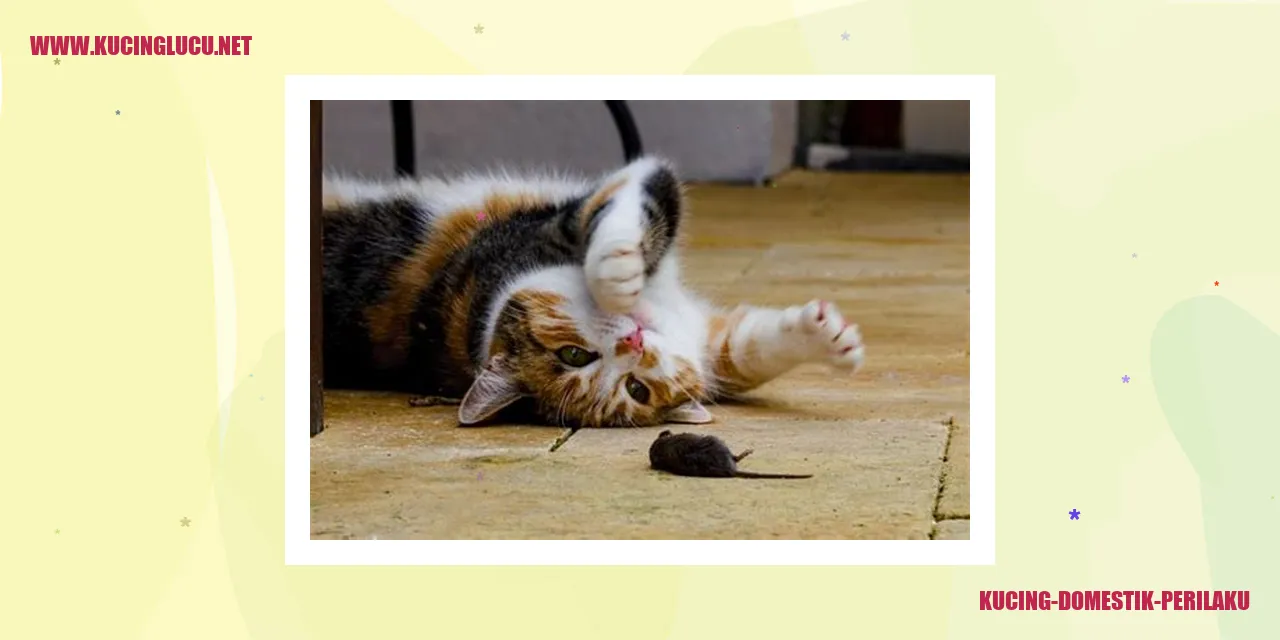 Perilaku Kucing Domestik
