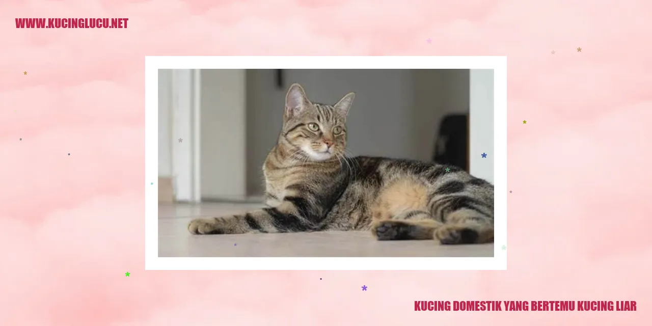 Kucing sebagai Hewan Peliharaan didatangi kucing