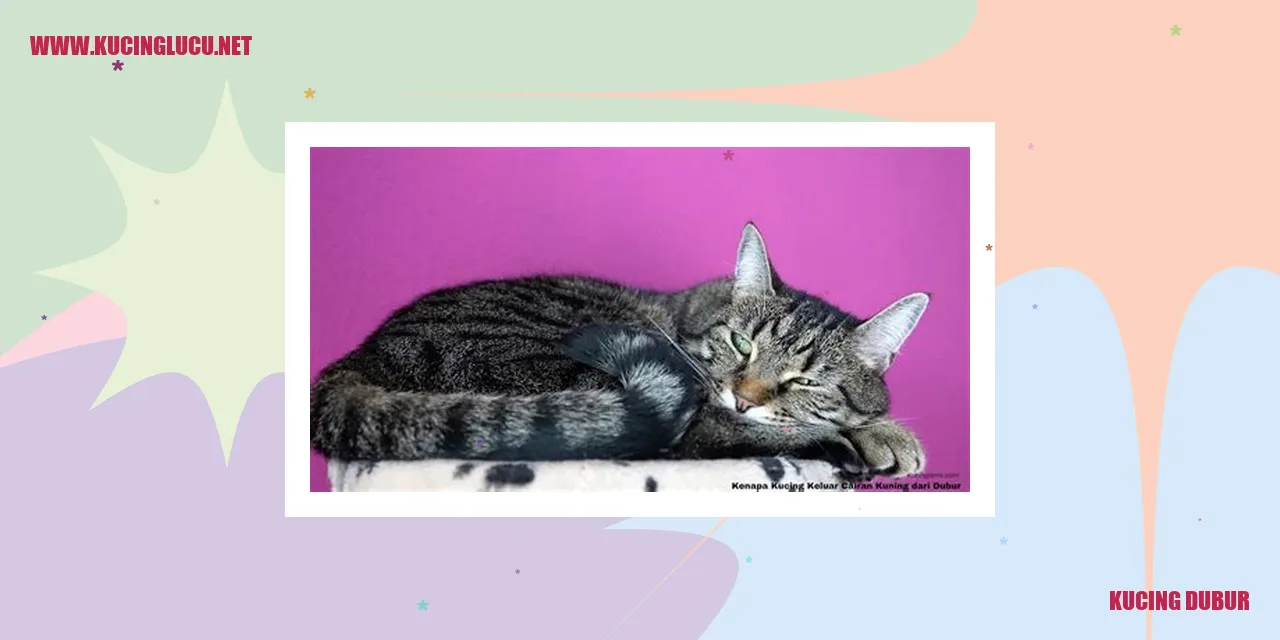Kucing Dubur