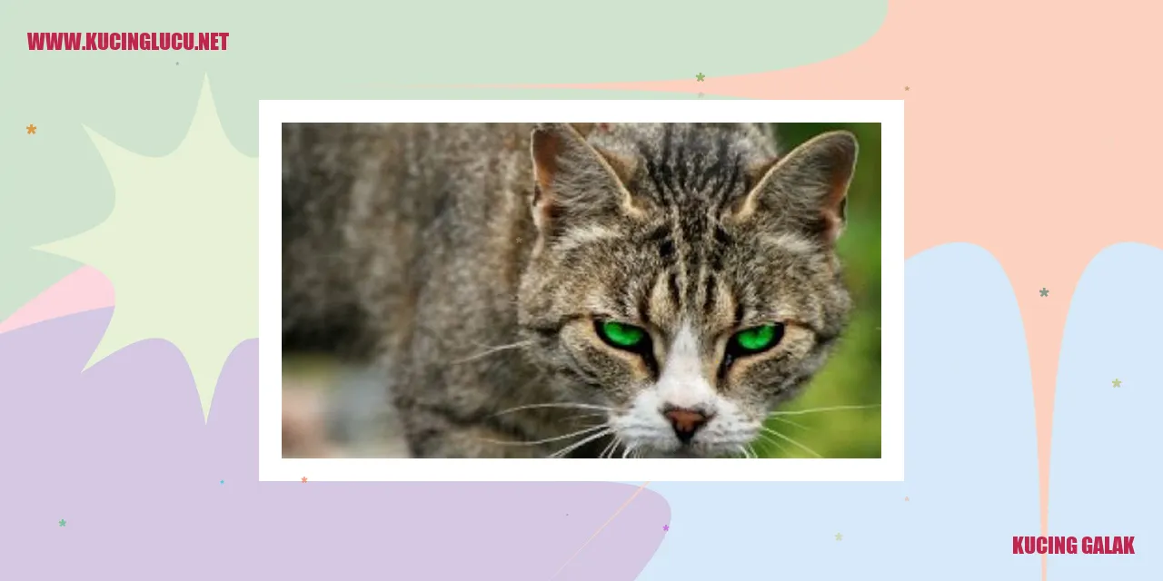 Kucing Galak