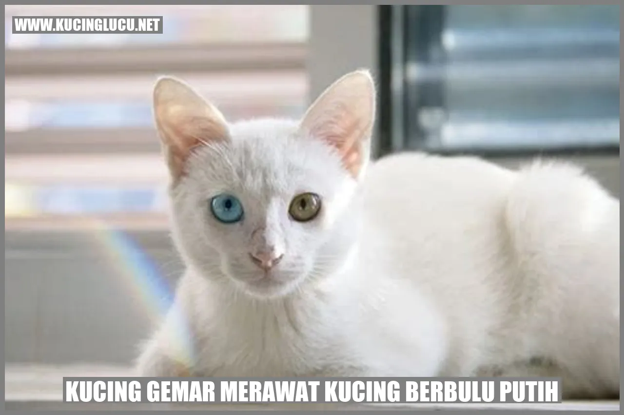 Kucing Berbulu Putih