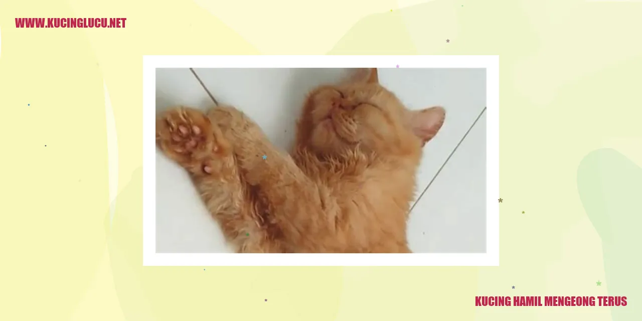 Kucing Hamil Mengeong Tanpa Henti