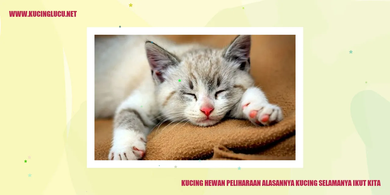foto kucing mengikuti kita