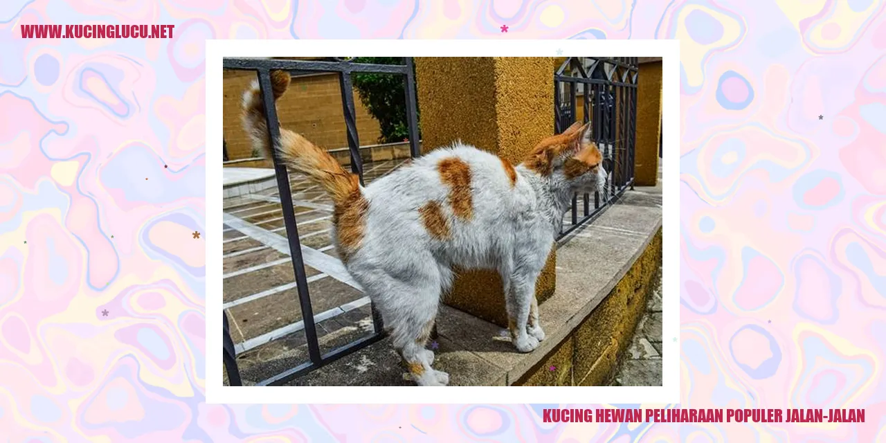 Kucing hewan peliharaan populer jalan-jalan