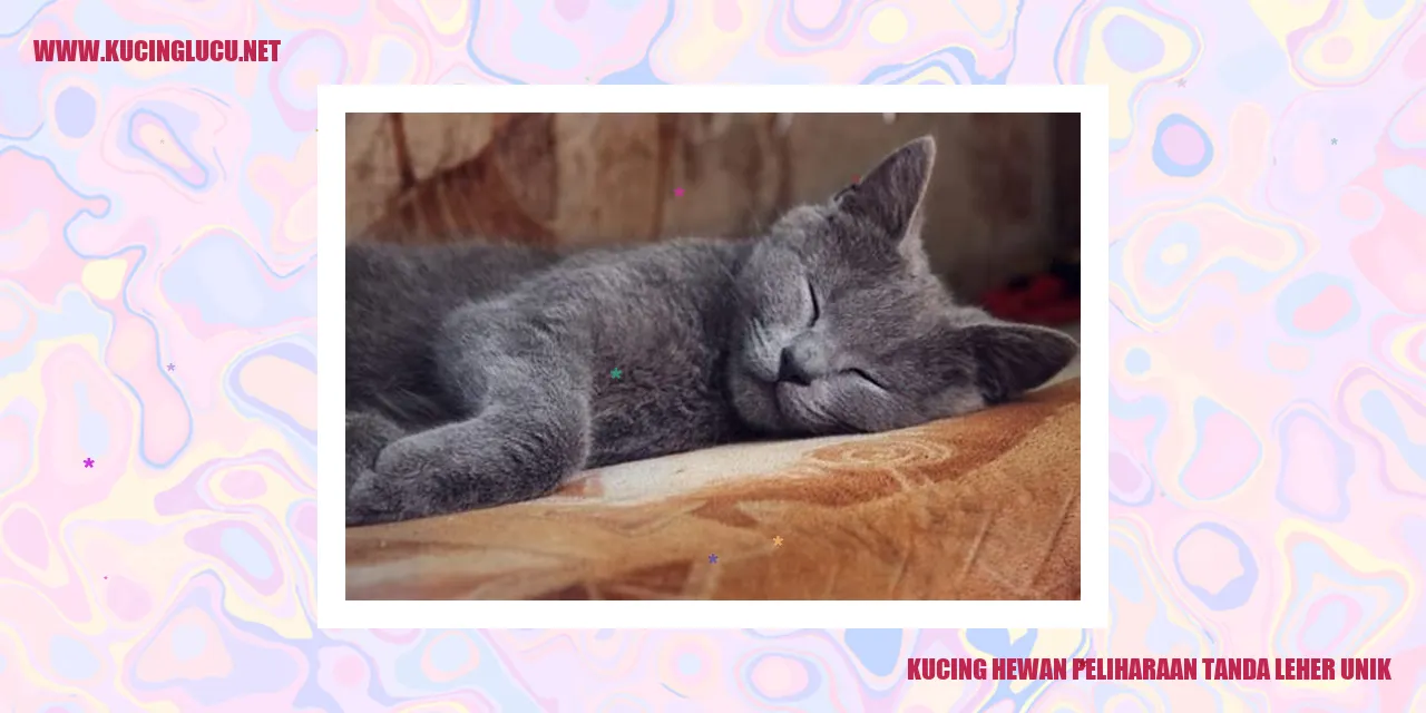 Foto kucing tidur dengan leher bolong