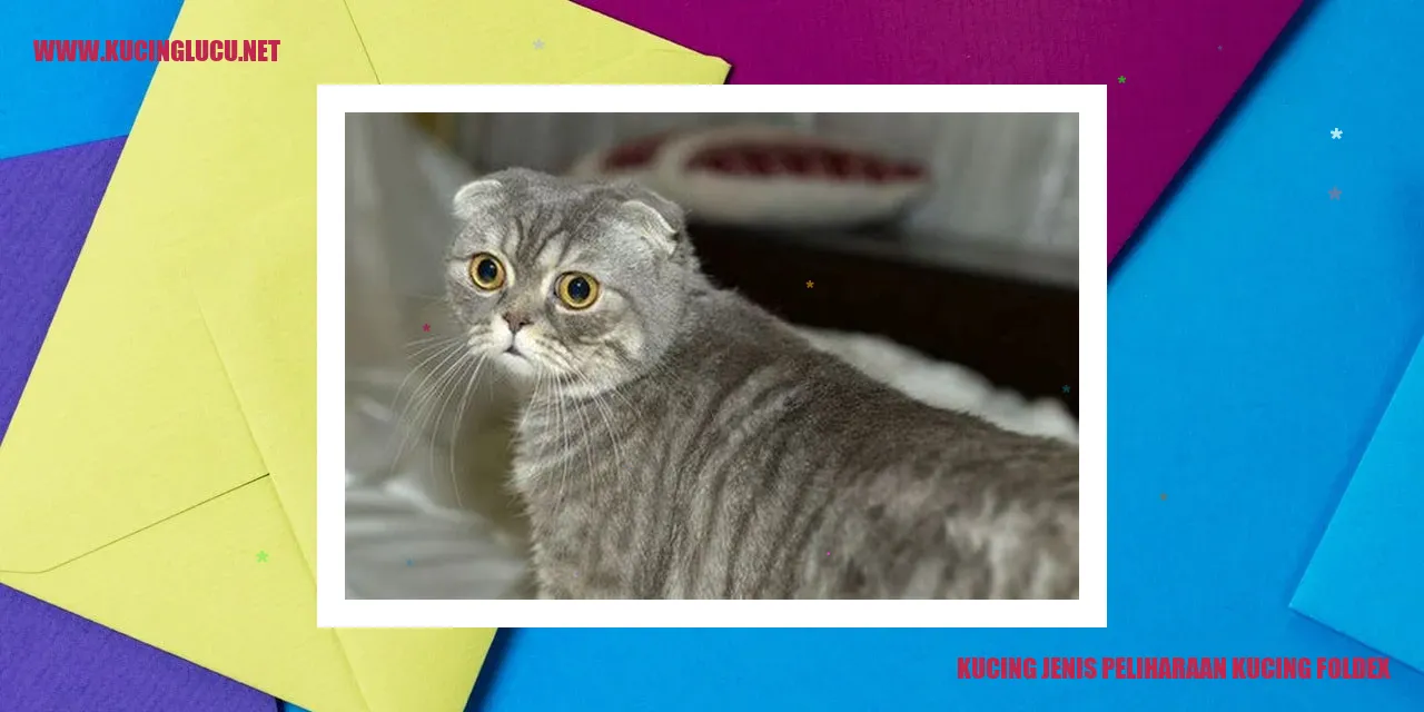 Gambar kucing Foldex yang Menggemaskan