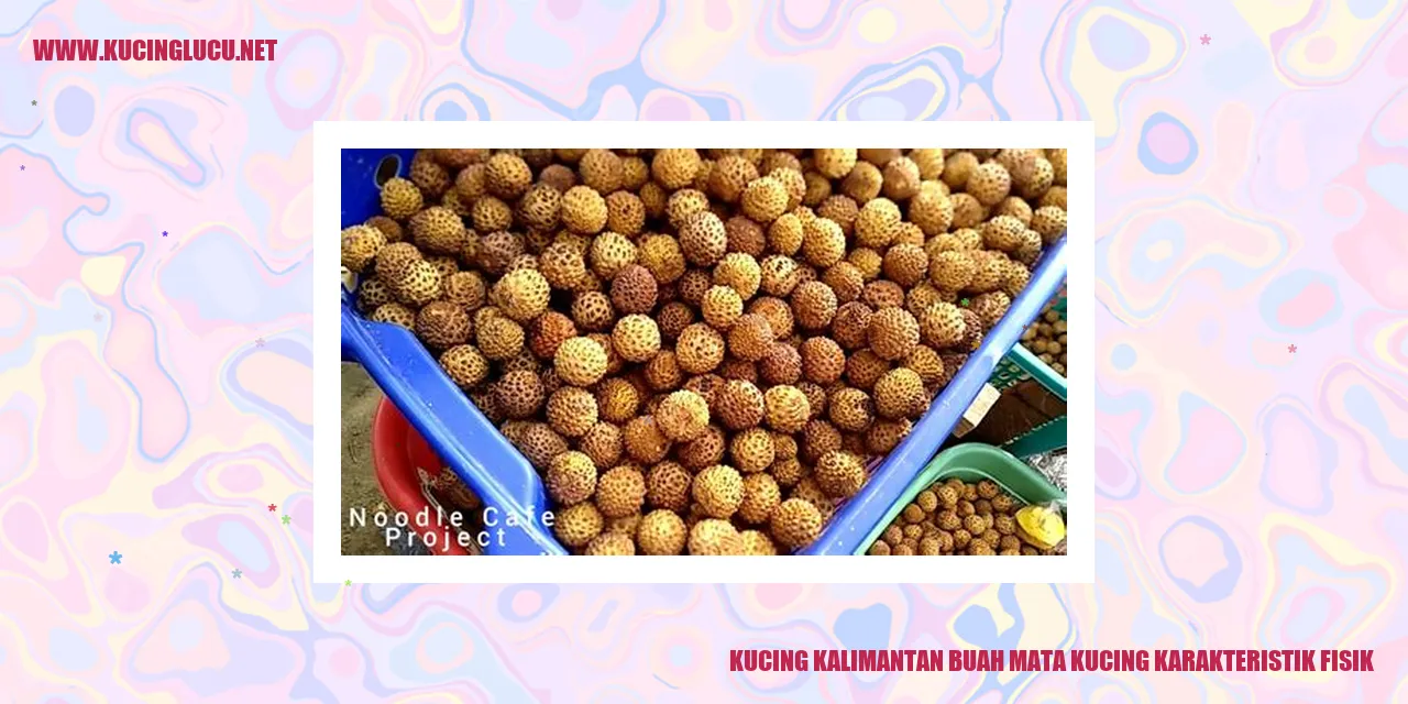 Kucing Kalimantan Buah Mata Kucing Karakteristik Fisik